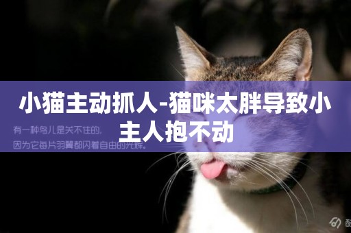 小貓主動抓人-貓咪太胖導致小主人抱不動