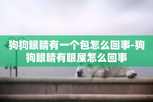 狗狗眼睛有一個包怎么回事-狗狗眼睛有眼屎怎么回事
