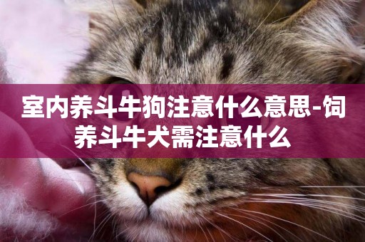 室內養斗牛狗注意什么意思-飼養斗牛犬需注意什么