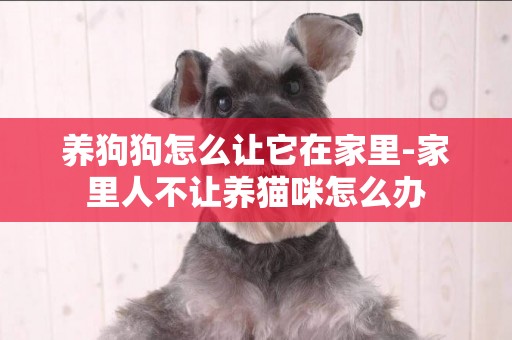 養狗狗怎么讓它在家里-家里人不讓養貓咪怎么辦