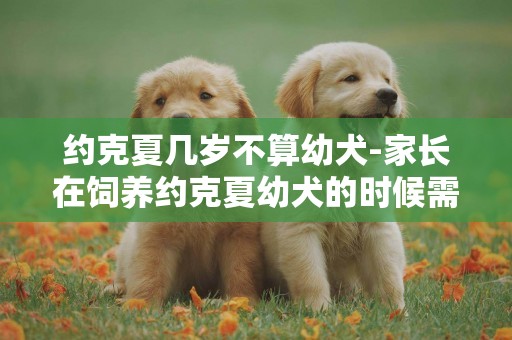 約克夏幾歲不算幼犬-家長在飼養約克夏幼犬的時候需要知道的喂養要點