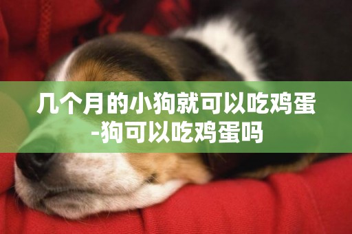 幾個月的小狗就可以吃雞蛋-狗可以吃雞蛋嗎