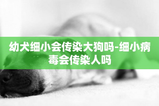 幼犬細小會傳染大狗嗎-細小病毒會傳染人嗎