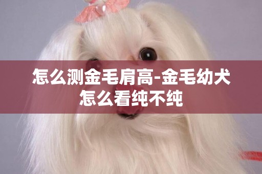 怎么測金毛肩高-金毛幼犬怎么看純不純