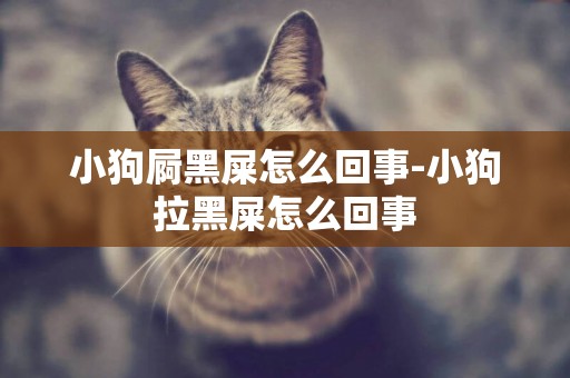 小狗屙黑屎怎么回事-小狗拉黑屎怎么回事