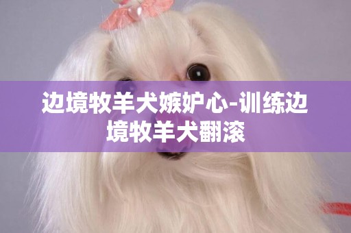 邊境牧羊犬嫉妒心-訓練邊境牧羊犬翻滾