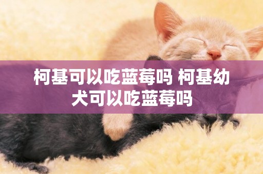 柯基可以吃藍莓嗎 柯基幼犬可以吃藍莓嗎