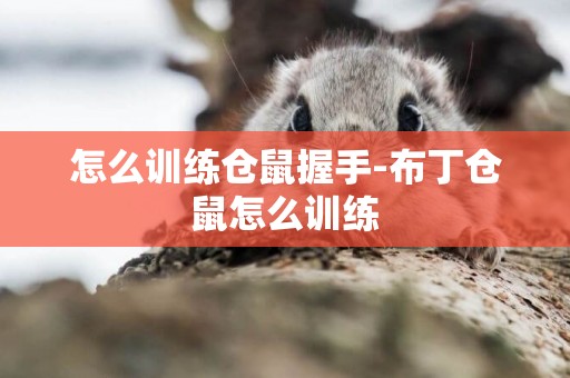 怎么訓練倉鼠握手-布丁倉鼠怎么訓練