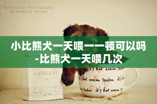 小比熊犬一天喂一一頓可以嗎-比熊犬一天喂幾次