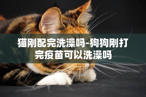 貓剛配完洗澡嗎-狗狗剛打完疫苗可以洗澡嗎