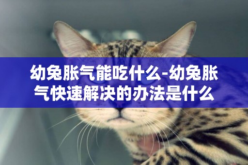 幼兔脹氣能吃什么-幼兔脹氣快速解決的辦法是什么