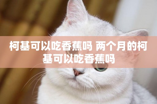 柯基可以吃香蕉嗎 兩個月的柯基可以吃香蕉嗎