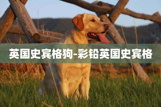 英國史賓格狗-彩鉛英國史賓格