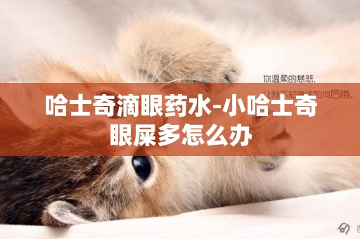 哈士奇滴眼藥水-小哈士奇眼屎多怎么辦