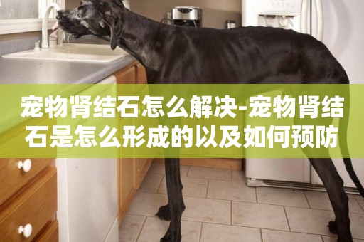 寵物腎結石怎么解決-寵物腎結石是怎么形成的以及如何預防