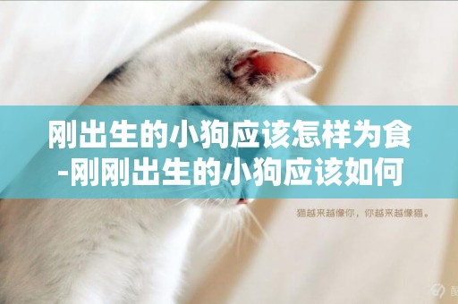 剛出生的小狗應該怎樣為食-剛剛出生的小狗應該如何照顧