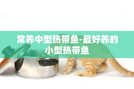 常養中型熱帶魚-最好養的小型熱帶魚