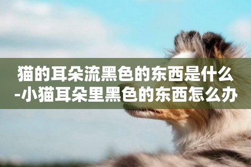 貓的耳朵流黑色的東西是什么-小貓耳朵里黑色的東西怎么辦