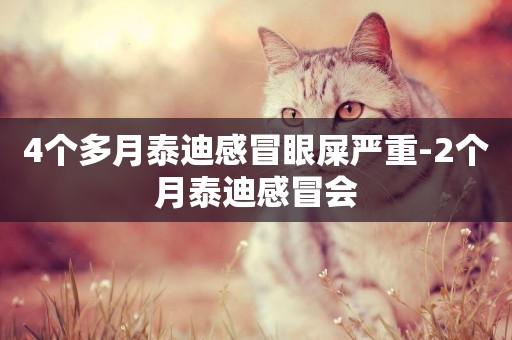 4個多月泰迪感冒眼屎嚴重-2個月泰迪感冒會