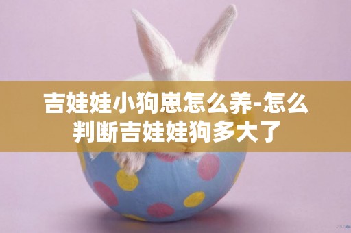 吉娃娃小狗崽怎么養-怎么判斷吉娃娃狗多大了