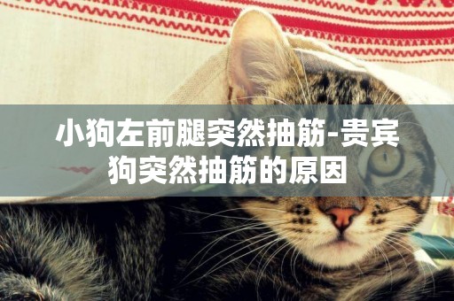 小狗左前腿突然抽筋-貴賓狗突然抽筋的原因