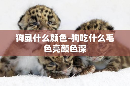 狗虱什么顏色-狗吃什么毛色亮顏色深