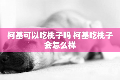 柯基可以吃桃子嗎 柯基吃桃子會怎么樣