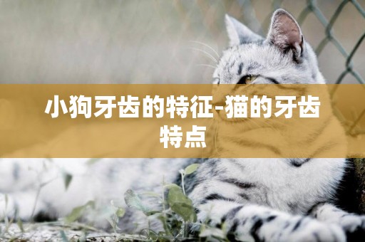 小狗牙齒的特征-貓的牙齒特點