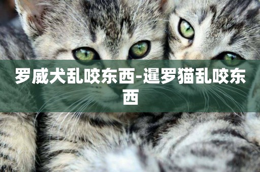 羅威犬亂咬東西-暹羅貓亂咬東西