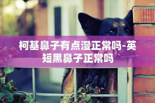 柯基鼻子有點濕正常嗎-英短黑鼻子正常嗎