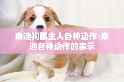泰迪狗跟主人各種動作-泰迪各種動作的表示