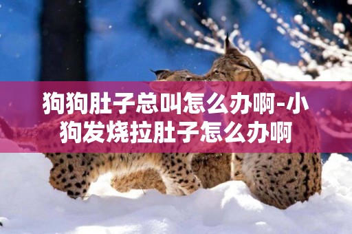 狗狗肚子總叫怎么辦啊-小狗發燒拉肚子怎么辦啊