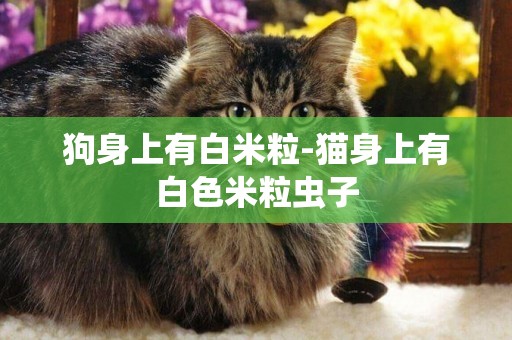 狗身上有白米粒-貓身上有白色米粒蟲子