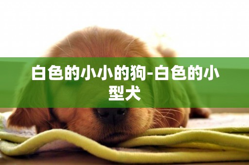 白色的小小的狗-白色的小型犬