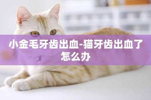 小金毛牙齒出血-貓牙齒出血了怎么辦