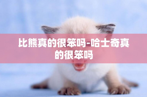 比熊真的很笨嗎-哈士奇真的很笨嗎