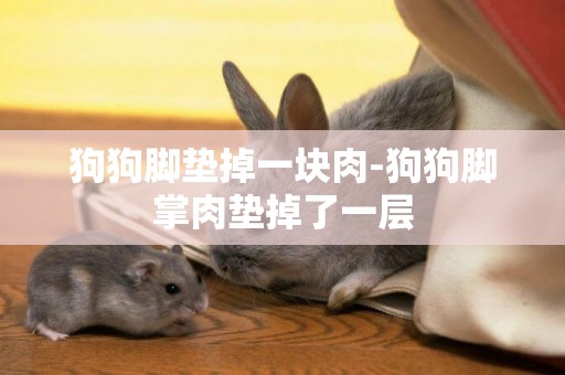 狗狗腳墊掉一塊肉-狗狗腳掌肉墊掉了一層