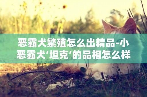 惡霸犬繁殖怎么出精品-小惡霸犬‘坦克’的品相怎么樣