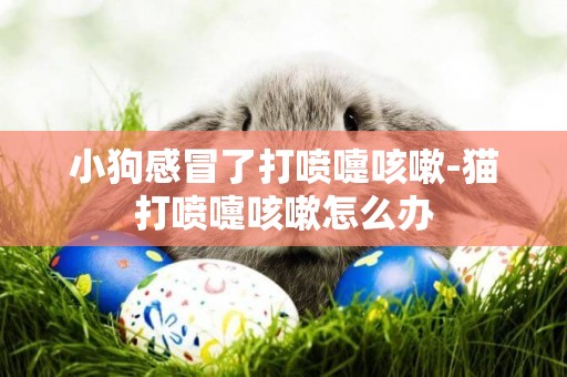 小狗感冒了打噴嚏咳嗽-貓打噴嚏咳嗽怎么辦