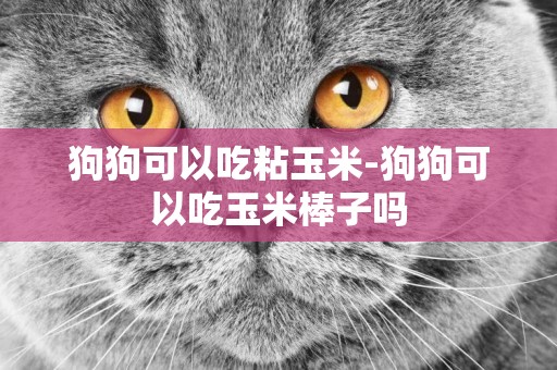 狗狗可以吃粘玉米-狗狗可以吃玉米棒子嗎