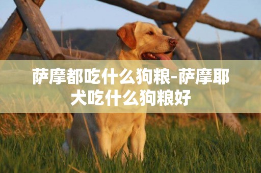 薩摩都吃什么狗糧-薩摩耶犬吃什么狗糧好