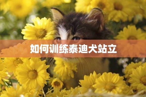 如何訓練泰迪犬站立