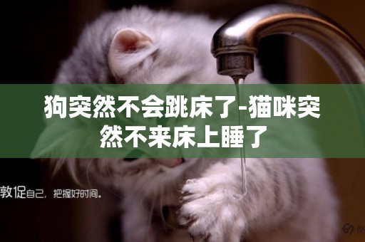 狗突然不會跳床了-貓咪突然不來床上睡了