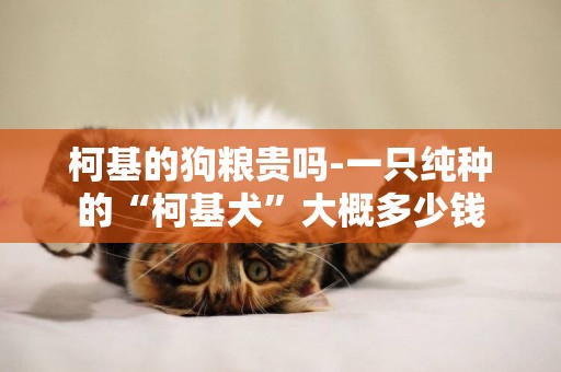 柯基的狗糧貴嗎-一只純種的“柯基犬”大概多少錢