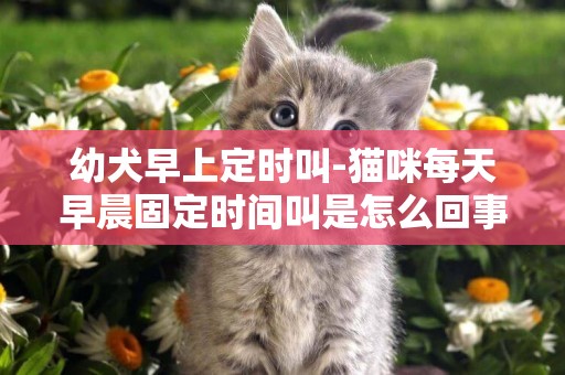 幼犬早上定時叫-貓咪每天早晨固定時間叫是怎么回事