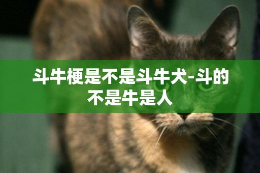 斗牛梗是不是斗牛犬-斗的不是牛是人