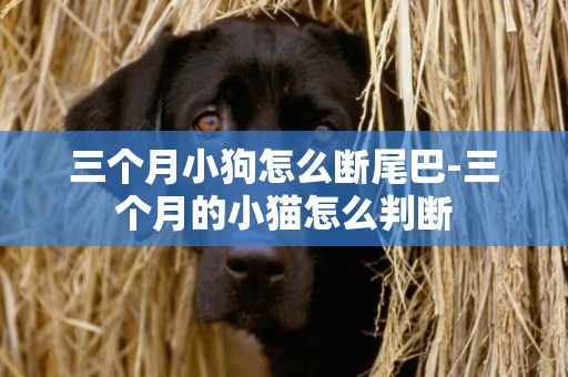 三個月小狗怎么斷尾巴-三個月的小貓怎么判斷