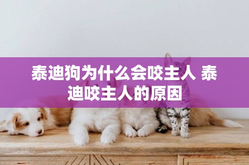 泰迪狗為什么會咬主人 泰迪咬主人的原因