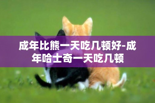 成年比熊一天吃幾頓好-成年哈士奇一天吃幾頓