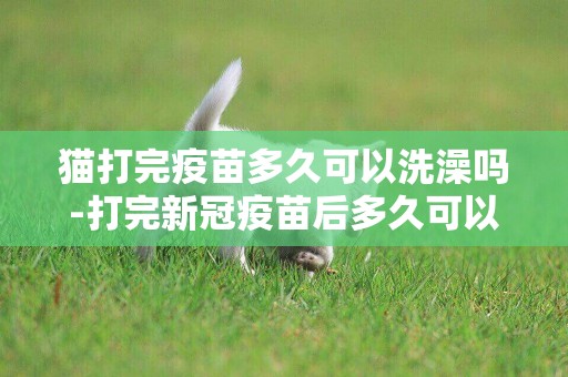 貓打完疫苗多久可以洗澡嗎-打完新冠疫苗后多久可以洗澡